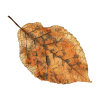 Herbst Blätter auf transparent Hintergrund png