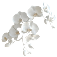 White Flower on Transparent Background png