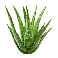 Aloe vera Pflanze auf transparent Hintergrund png