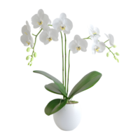 flor blanca sobre fondo transparente png