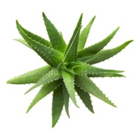 Aloe vera Pflanze auf transparent Hintergrund png