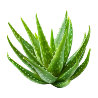 aloès Vera plante sur transparent Contexte png