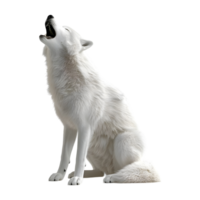 blanc neigeux Loup sur transparent Contexte png