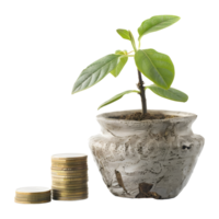 fleurs dans une pot avec pièces de monnaie croissance sur transparent Contexte png