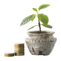 fleurs dans une pot avec pièces de monnaie croissance sur transparent Contexte png