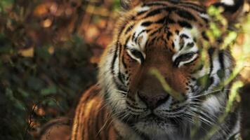 lent mouvement portrait de une tigre dans ses Naturel habitat plisser les yeux dans le Soleil video