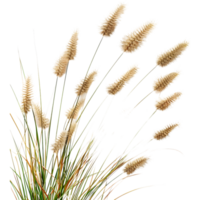 Chinese fountain grass on Transparent Background png