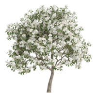 Apfel Baum auf transparent Hintergrund png