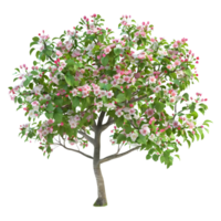 Pomme arbre sur transparent Contexte png