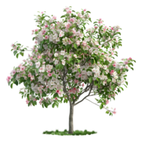 Apple Tree on Transparent Background png