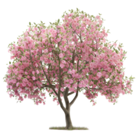 Pomme arbre sur transparent Contexte png