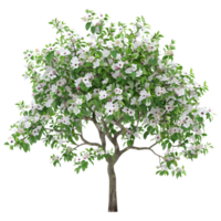 Pomme arbre sur transparent Contexte png