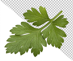 Parsley leaves isolated on white background psd