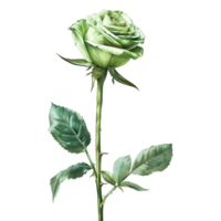 Green Rose Flower on Transparent Background png