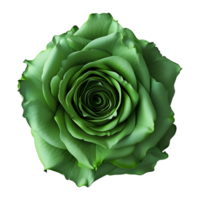 Green Rose Flower on Transparent Background png