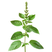 Basil Plant on Transparent Background png