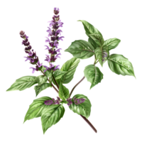 Basil Plant on Transparent Background png