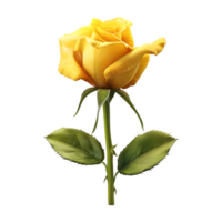 Yellow Rose Flower on Transparent Background png