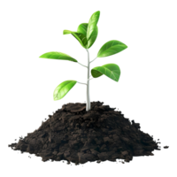 Plant Growing From Soil on Transparent Background png