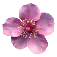 Nelumbo nucifera Flower on Transparent Background png