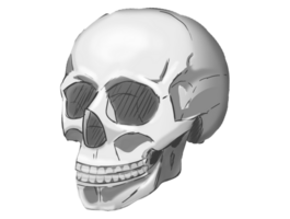 sketch of a skeleton skull in realistic style in black and white color without a background png