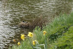 coot on nest with young photo