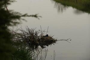 coot on nest with young photo