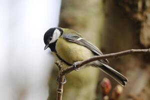 great tit sits on branch photo