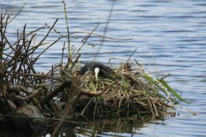 coot on nest with young photo