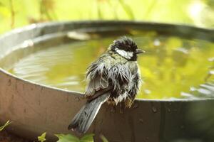 great tit enjoys bath photo