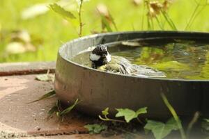 great tit enjoys bath photo