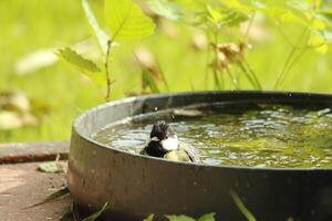 great tit enjoys bath photo