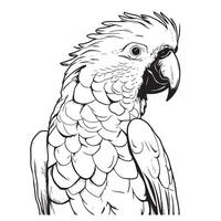 Cockatoo head line illustration isolated on white background . vector