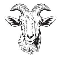 Cute Farm goat portrait hand drawn sketch Farm cattle illustration. vector