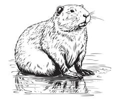 Beaver rodent mammal. vector