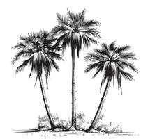 Three palm trees sketch in strokes hand drawn.illustration. vector