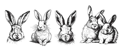 pequeño conejito colección mano dibujado bosquejo granja animales ilustración vector
