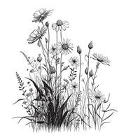 Wild field daisies hand drawn sketch in doodle style field illustration vector