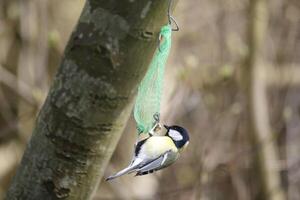 great tit sits on branch photo