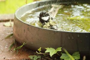 great tit enjoys bath photo