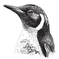 Penguin face, hand drawn sketch in doodle style illustration vector