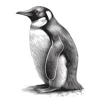 Penguin cute, hand drawn sketch in doodle style illustration vector