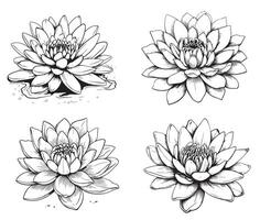 A set of line lotus flowers and leaves isolated on a white background. Completed in a drawn linear style. vector