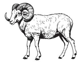 Sheep Ram farm side view hand drawn sketch illustration Cattle vector