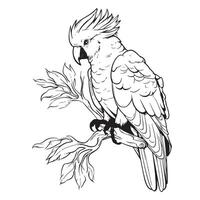 Cockatoo line illustration isolated on white background vector