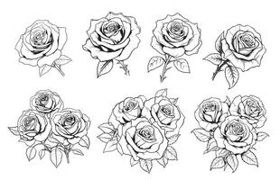 Big set of rose flowers, buds, leaves and stems in engraving style. vector