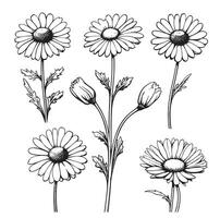 Daisy flower drawing. hand drawn engraved floral set. Chamomile black ink sketch. vector