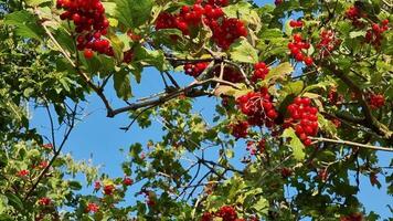 Viburnum rami con rosso frutti di bosco su il sfondo di il blu cielo. video