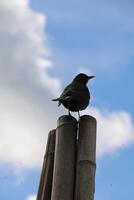 blackbird sits on pole photo