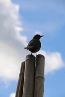 blackbird sits on pole photo